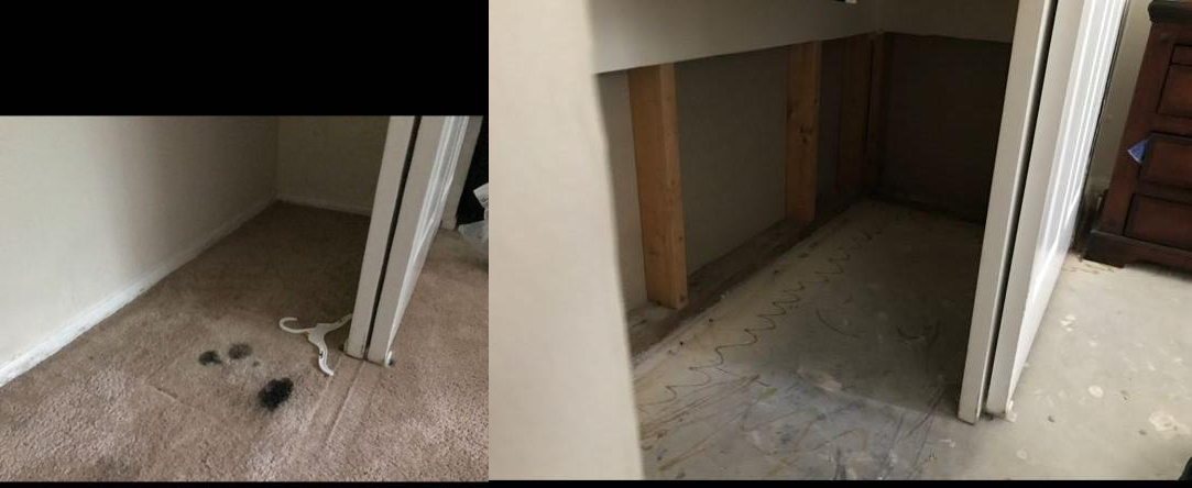 Carpet Mold Damage: Before and After